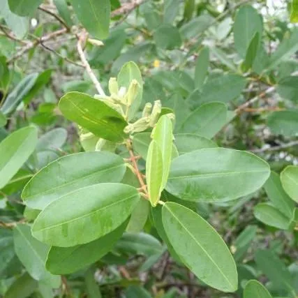 thumbnail for publication: Laguncularia racemosa, White Mangrove